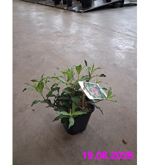 Weigela florida 'Pink Princess' C 1,4 L